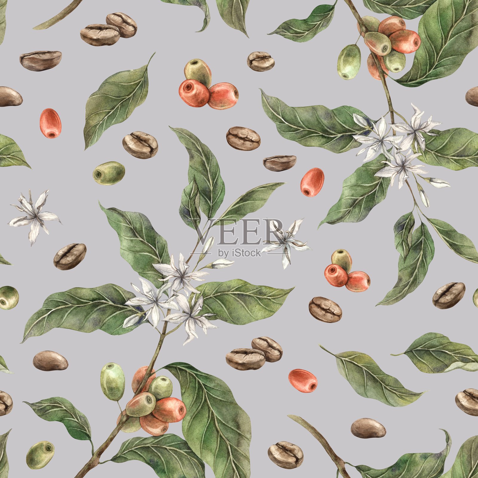 咖啡植物，绿叶和红色成熟咖啡果，配有烘焙咖啡豆。水彩无缝图案，手绘在灰色背景上。适用于商店、咖啡馆、横幅、明信片和包装设计。插画图片素材