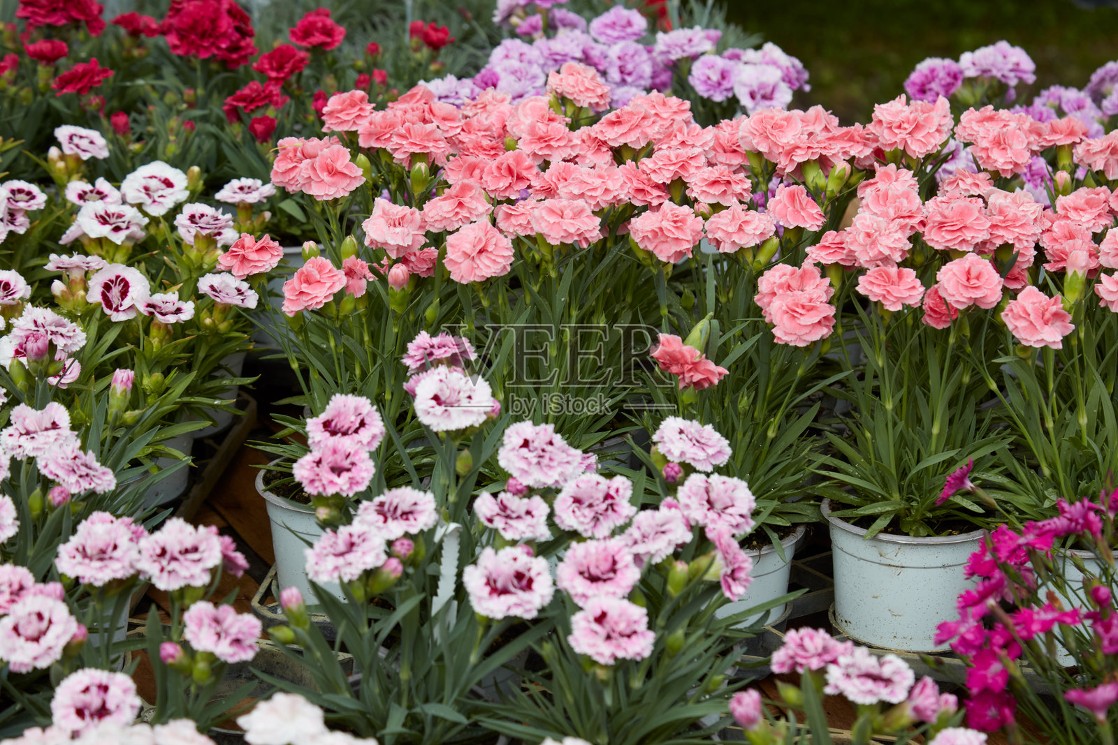 多色康乃馨花卉的花瓶中的石竹植物照片摄影图片