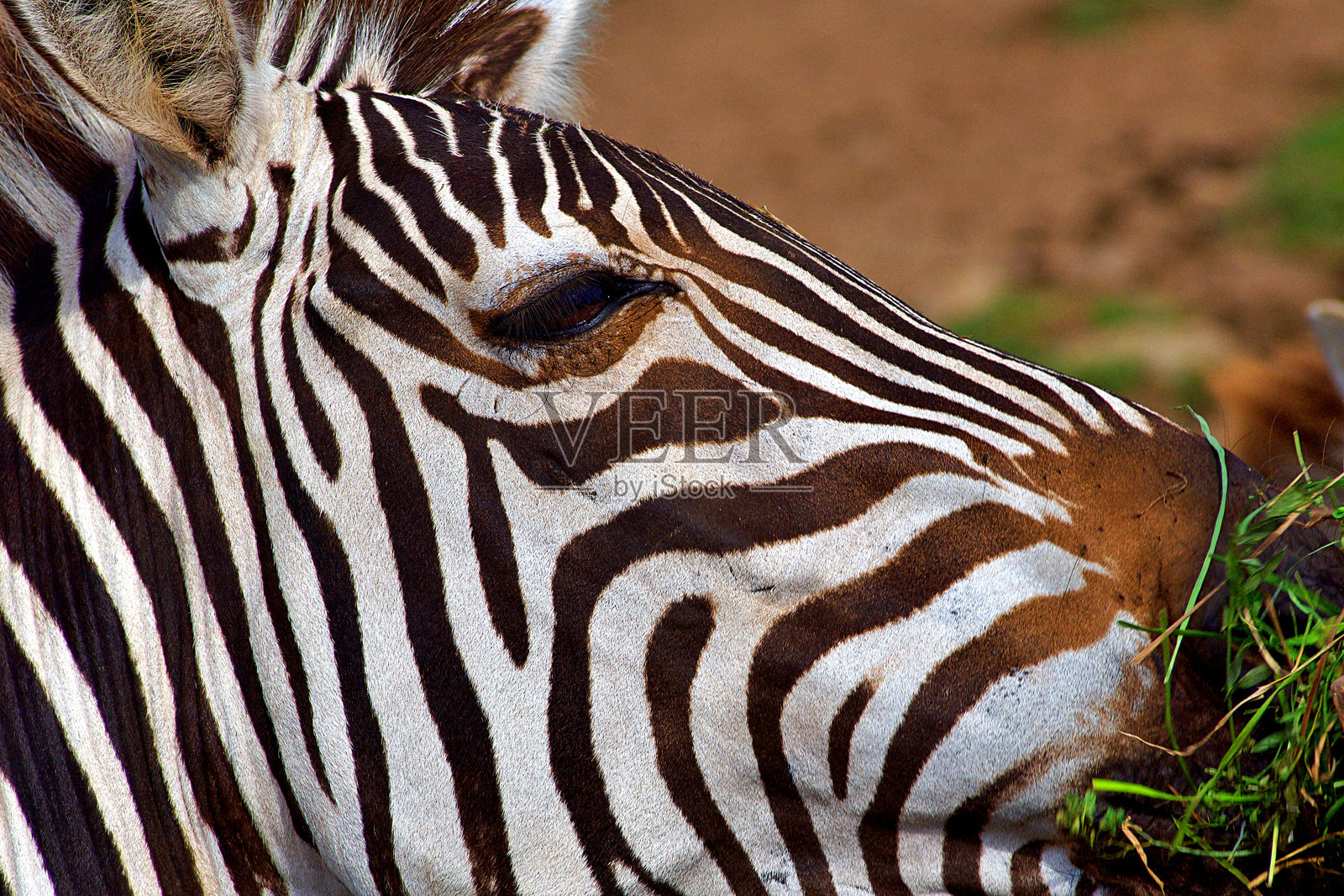 斑马头照片摄影图片