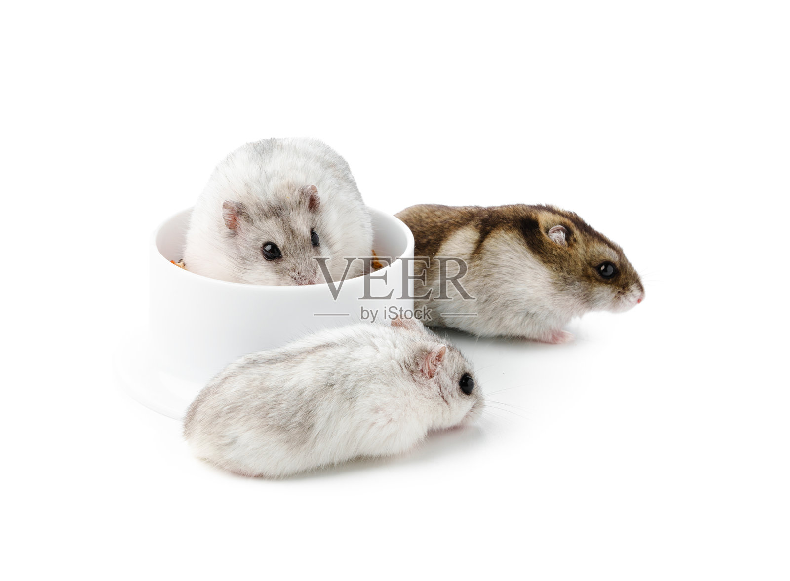 一只好奇的仓鼠直立在一个干净的白色碗旁，背景是简约的室内环境。照片摄影图片