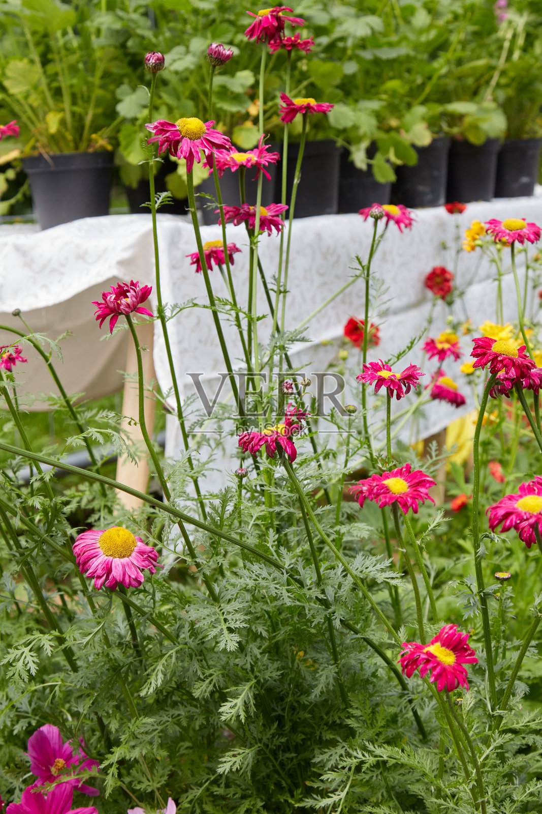 红花千里光草本植物照片摄影图片