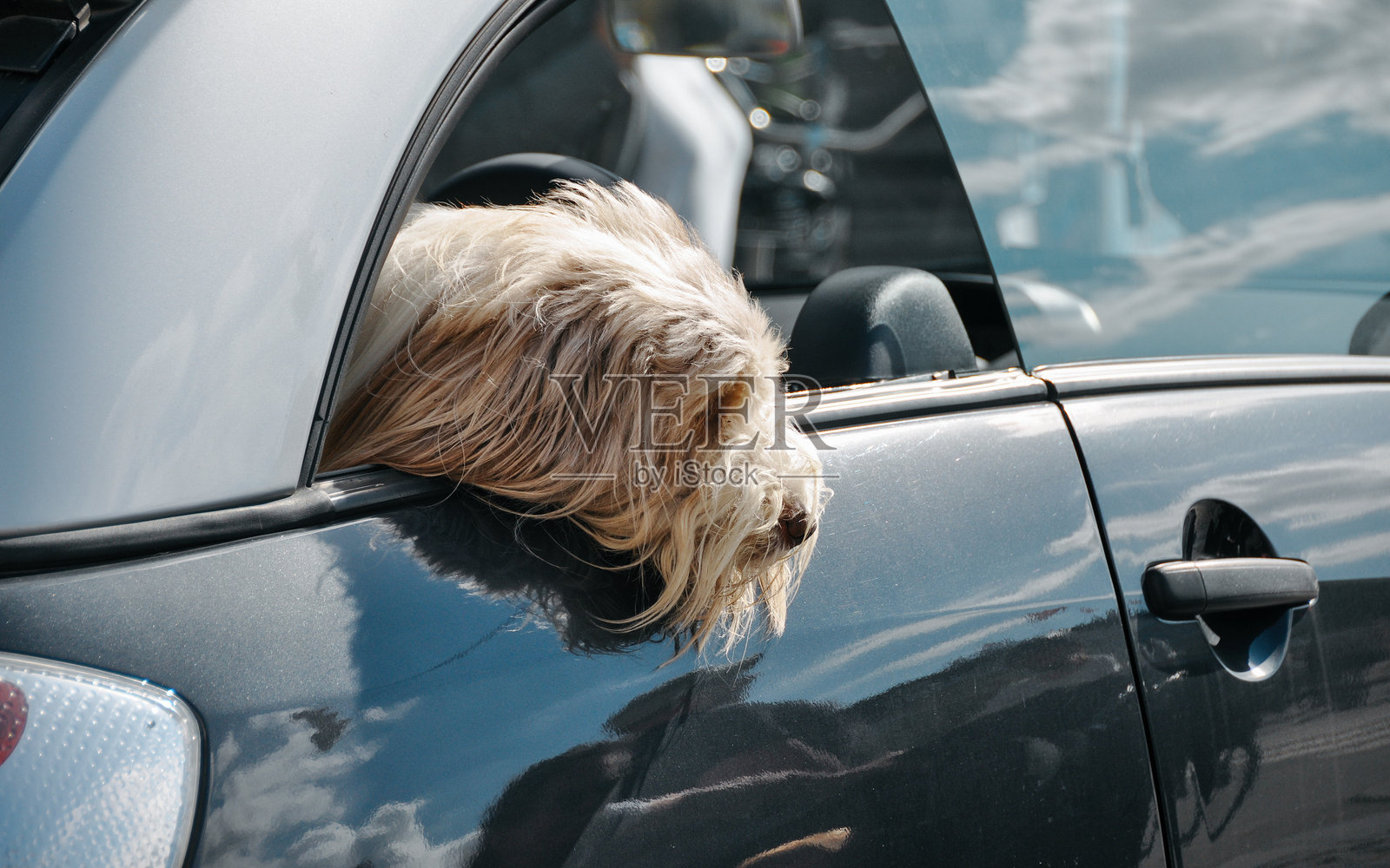 狗狗探出车窗。照片摄影图片