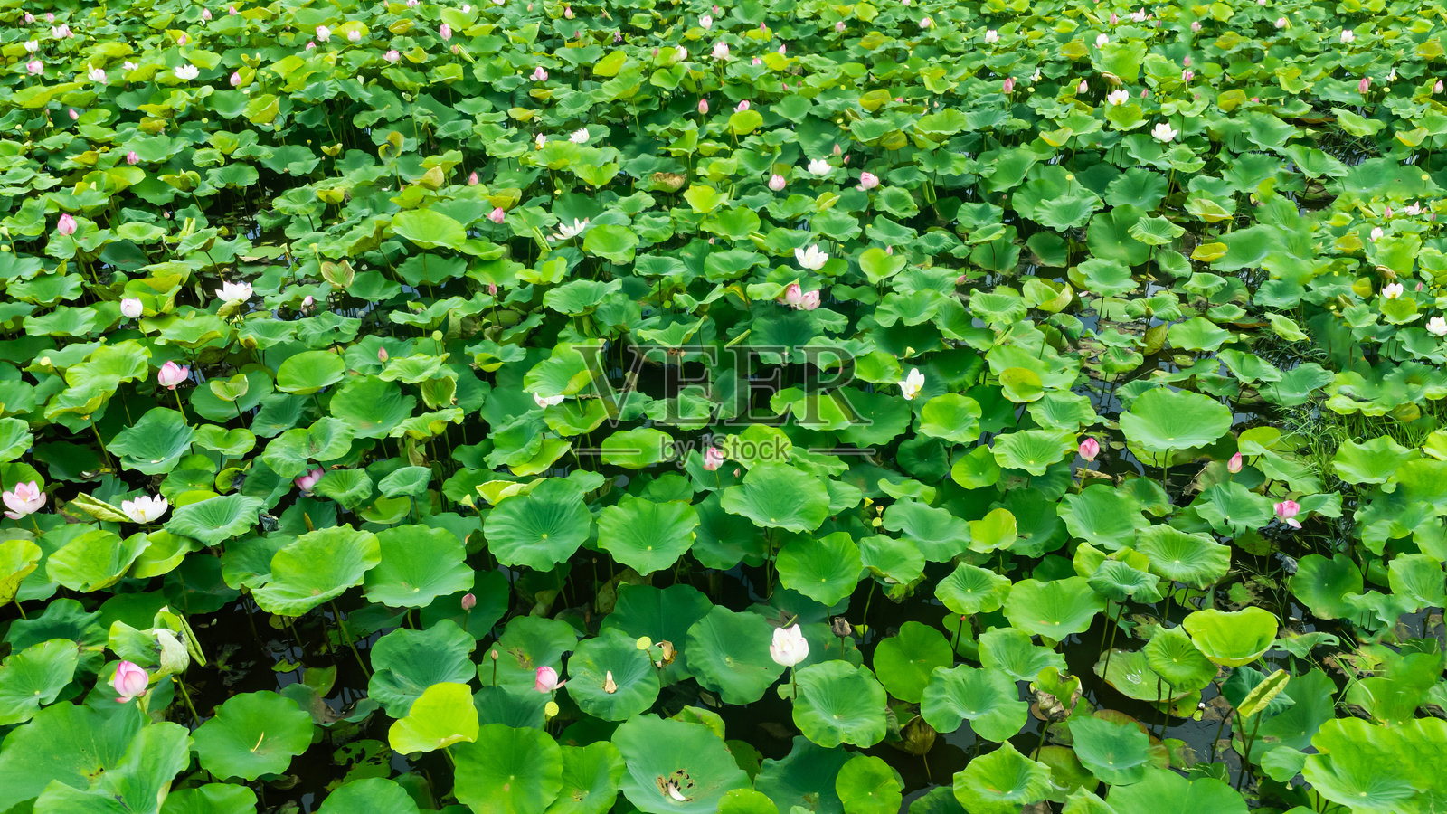 惊人的景色，池塘中盛开的莲花与未开放的花蕾。莲花田的鸟瞰图。照片摄影图片