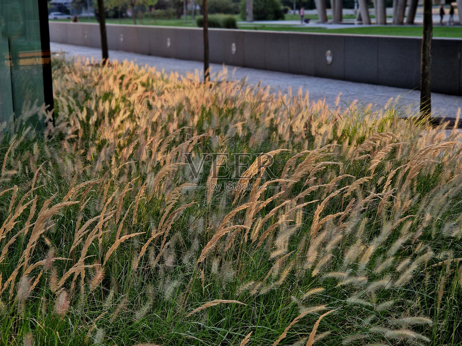 鹅卵石步道沿着缓坡而建， ornamental grass 花朵在风中摇曳，宛如玉米田。商业区内有现代摩天大楼。照片摄影图片