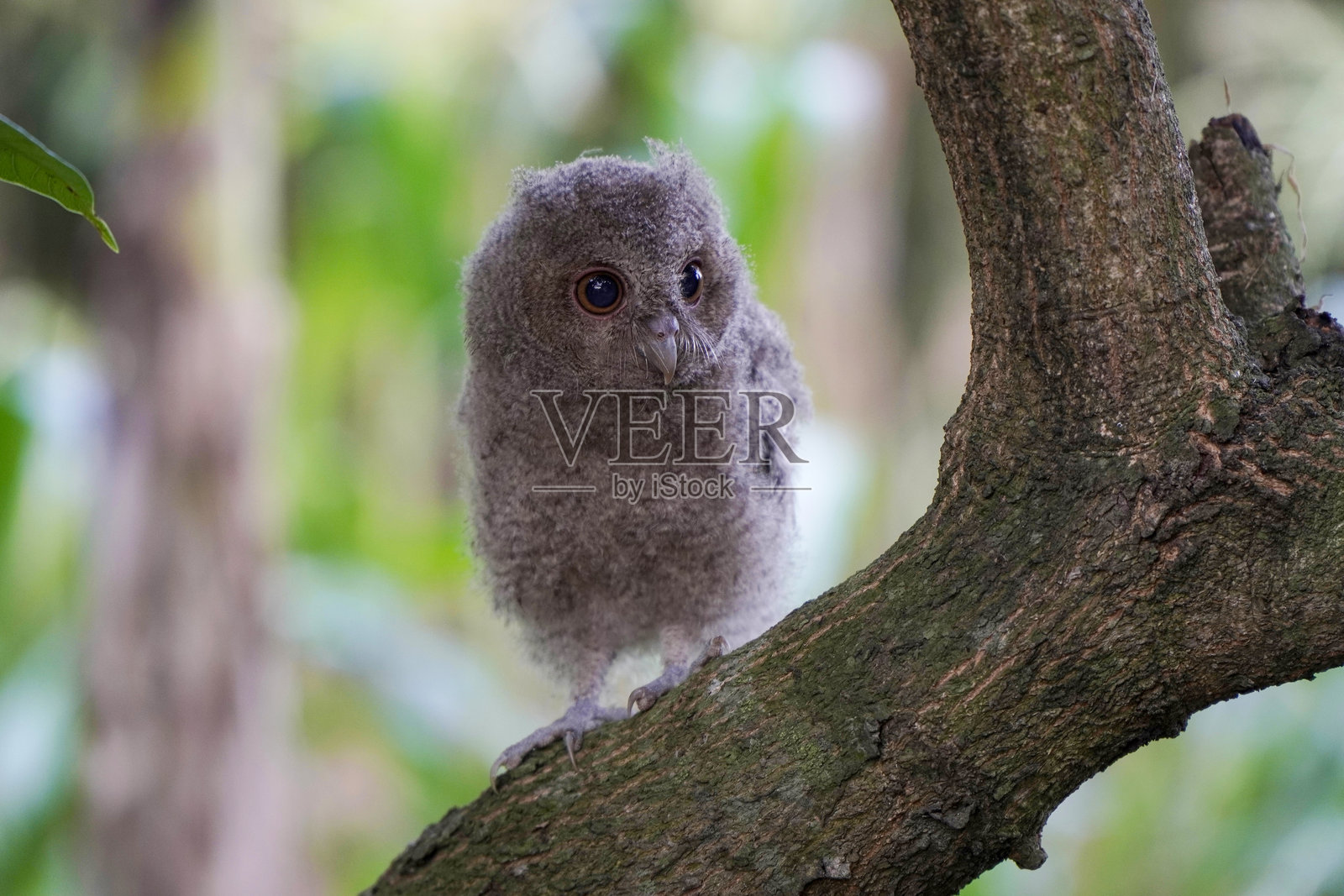 爪哇角鸮（Otus angelinae）雏鸟在早晨栖息在树枝上照片摄影图片
