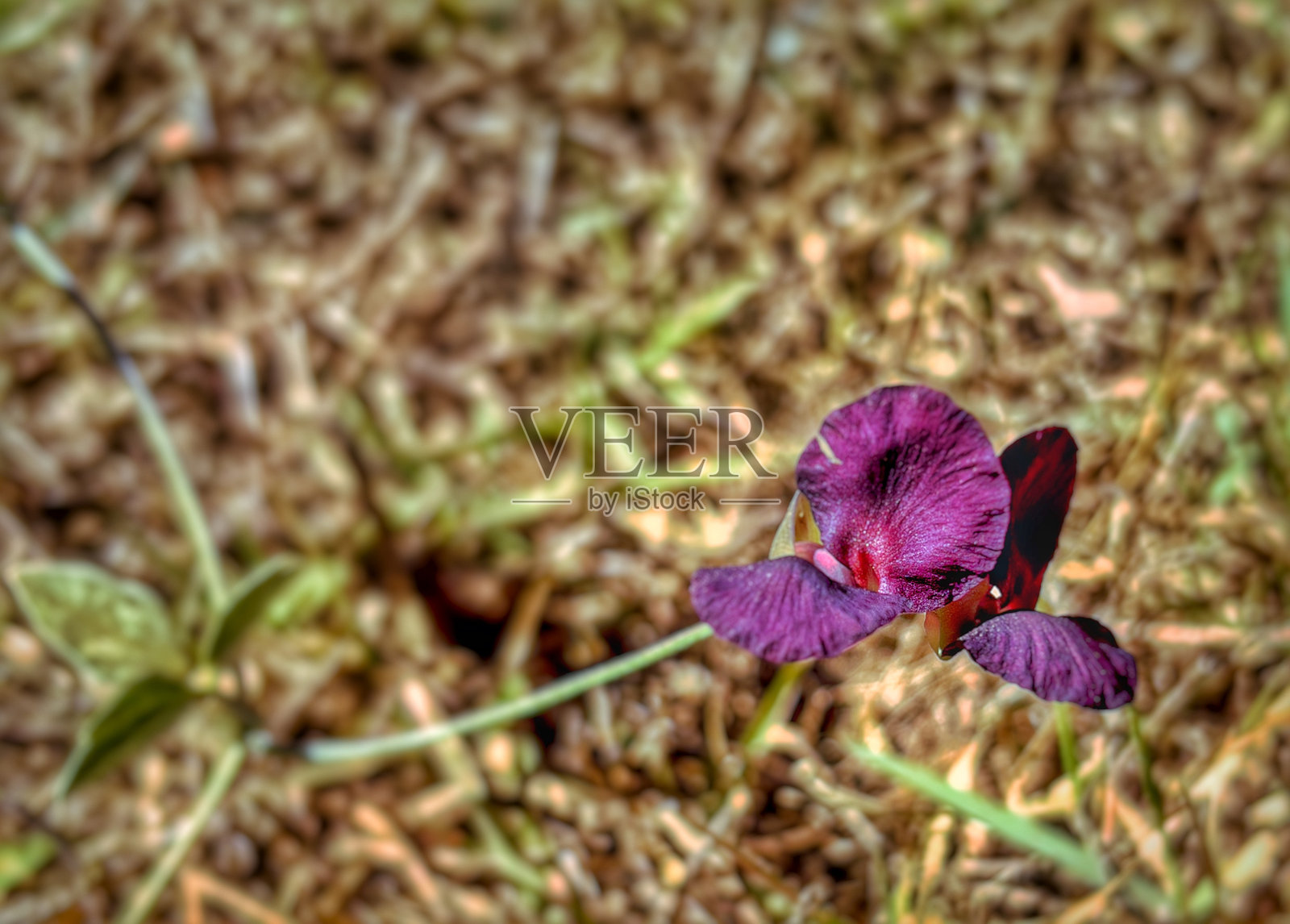 紫色花朵的微距细节与背景照片摄影图片