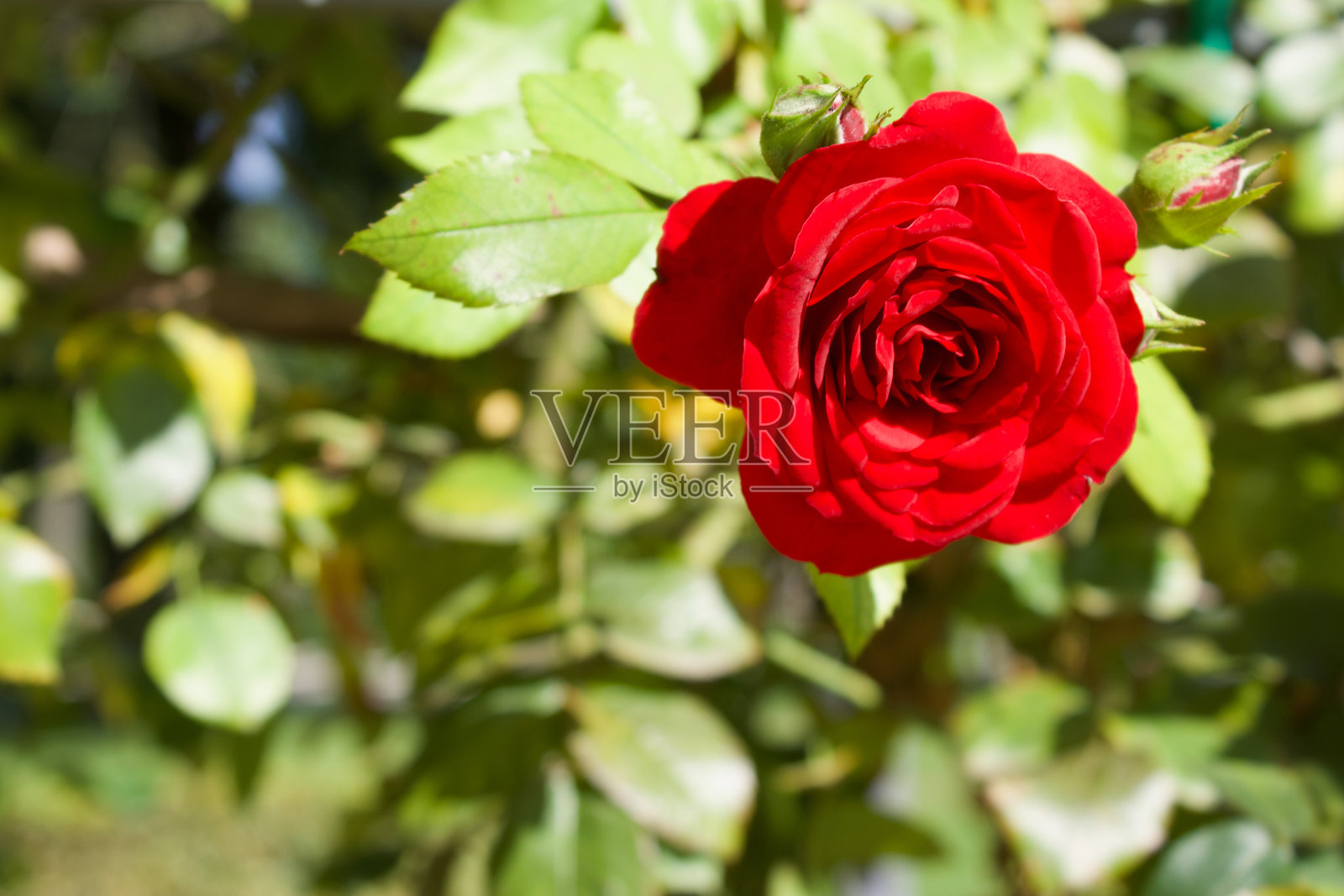 阳光下鲜艳红玫瑰的特写镜头照片摄影图片