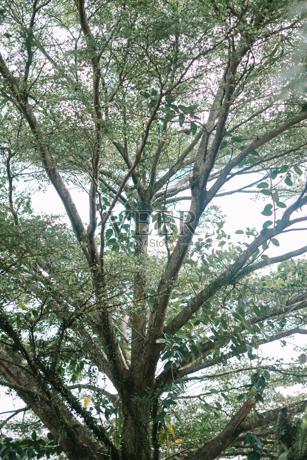 大型茂盛的树木，枝叶繁茂，提供充足的阴凉和宁静的感觉照片摄影图片