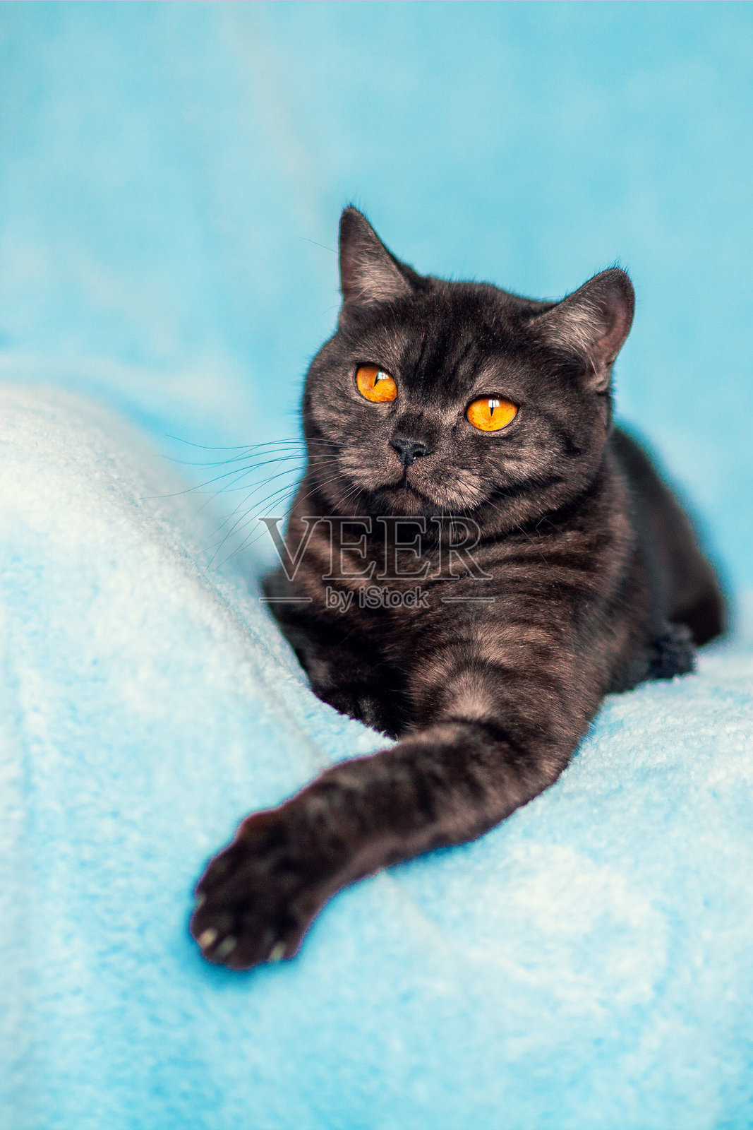 可爱的巧克力色猫咪，橙色眼睛，正躺在蓝色毛毯上休息。照片摄影图片