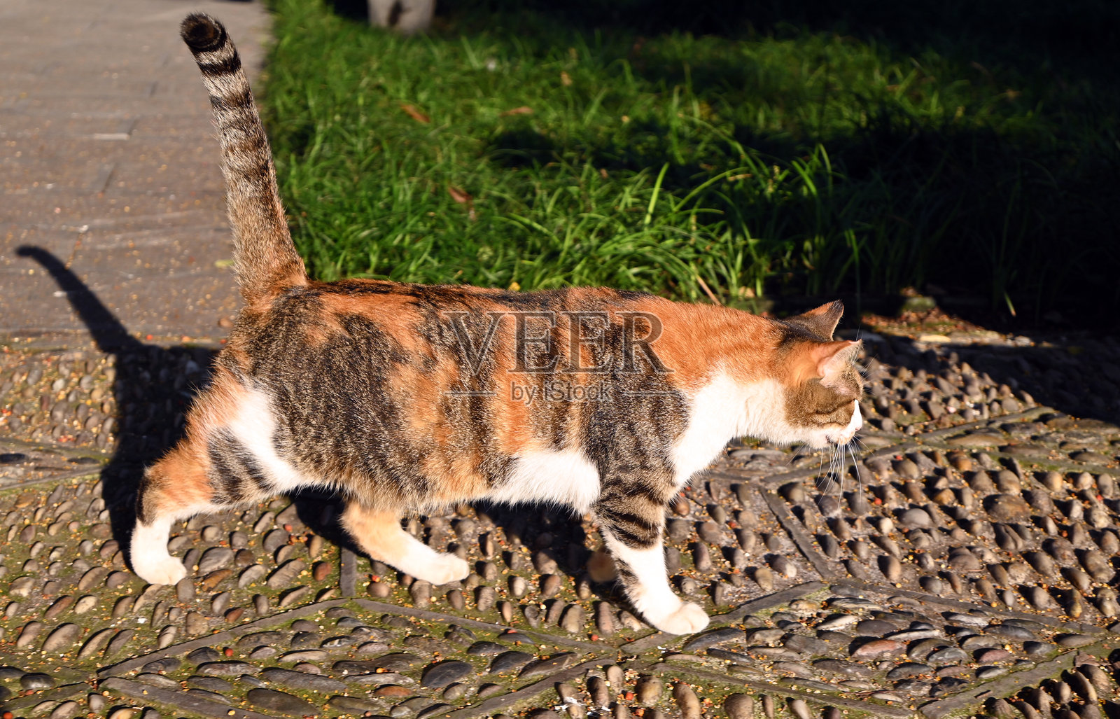 一只棕色、黑色和白色的猫在阳光明媚的下午走在石头小路上照片摄影图片