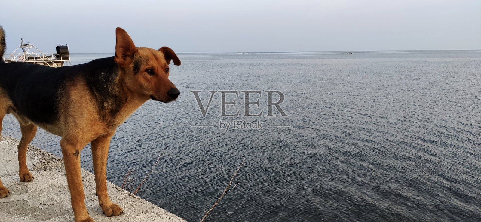 在伊尔库茨克地区的贝加尔湖岸边的狗照片摄影图片