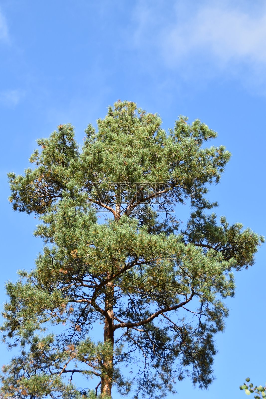 松树的树顶照片摄影图片