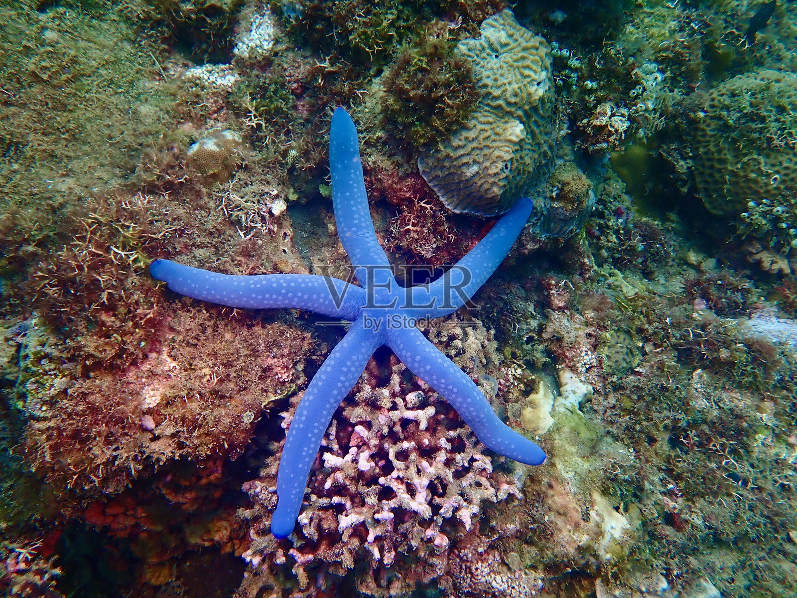 珊瑚礁上的海星。照片摄影图片