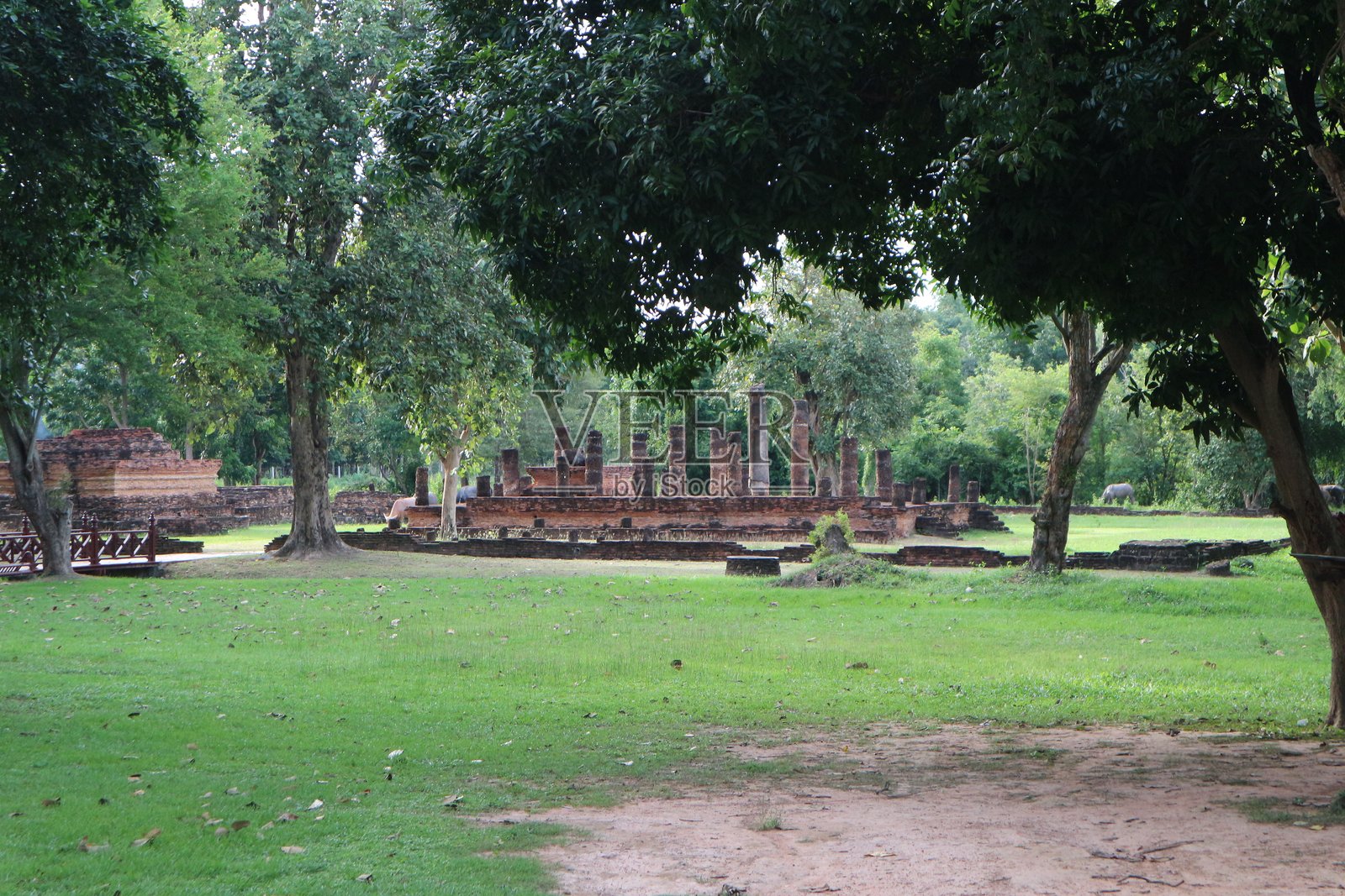 在森林里照片摄影图片