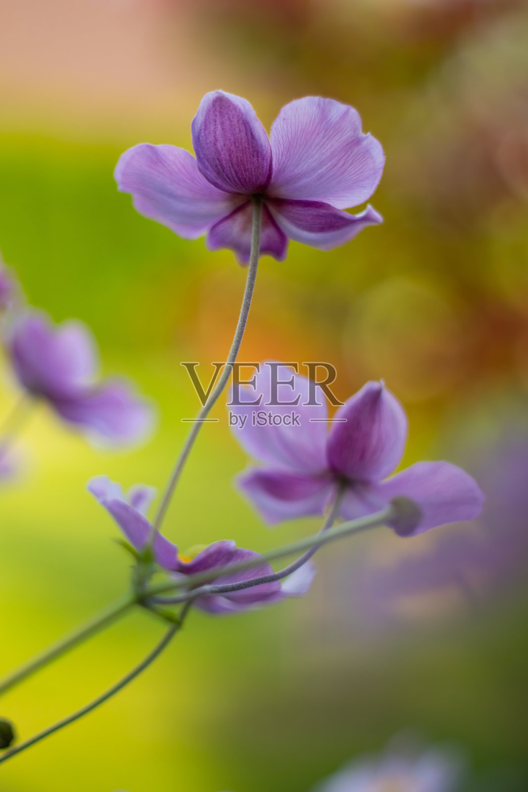 盛开的日本秋牡丹（Anemone Japonica）美丽花朵照片摄影图片