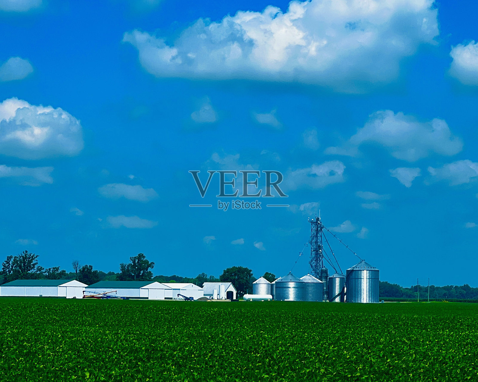 阳光明媚的日子里，白色的谷仓和筒仓。照片摄影图片