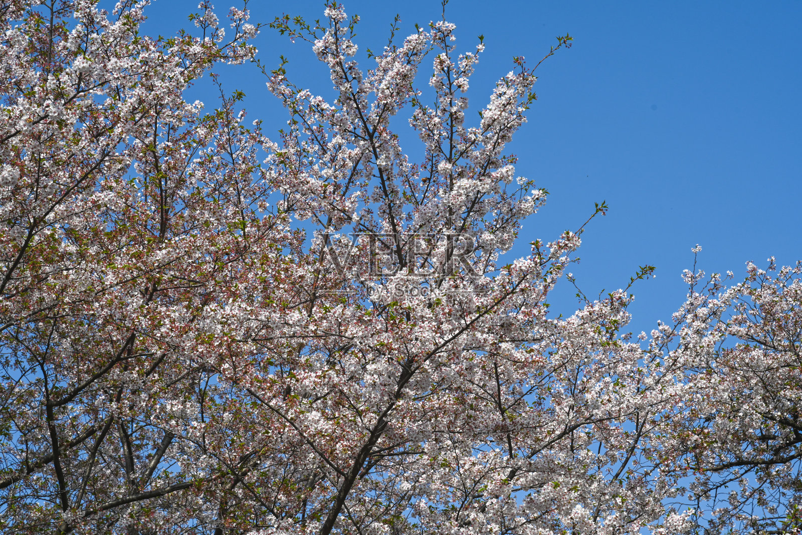 樱花季节的背景是蓝天照片摄影图片