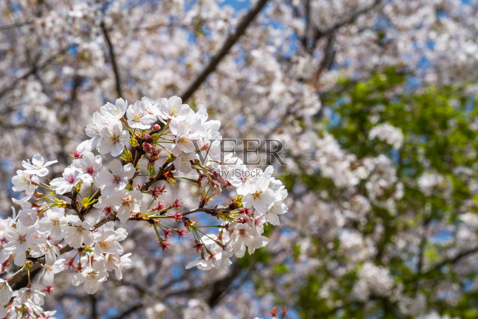 樱花季节的背景是蓝天照片摄影图片