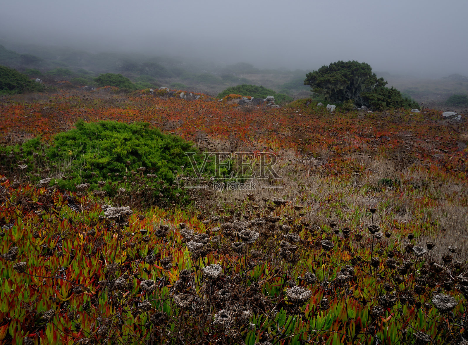 探索葡萄牙辛特拉的宁静自然，漫步于田野间照片摄影图片
