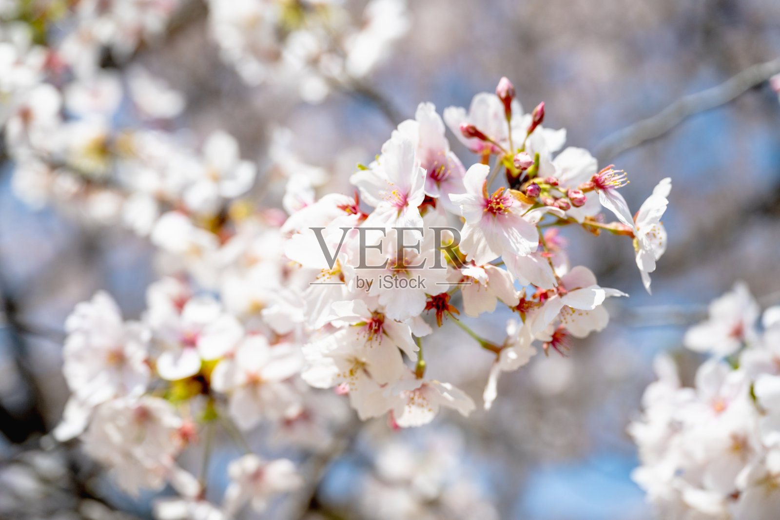 樱花季节的背景是蓝天照片摄影图片