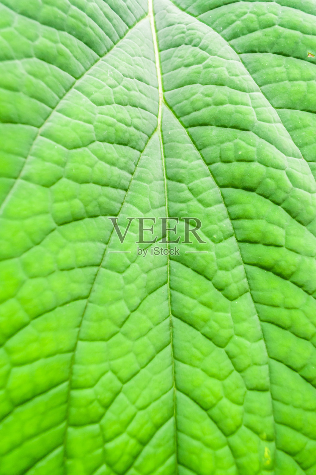 垂直的绿色叶子纹理，脉络以鲜艳的色调标记，适用于设计和自然信息空间的微距摄影照片摄影图片