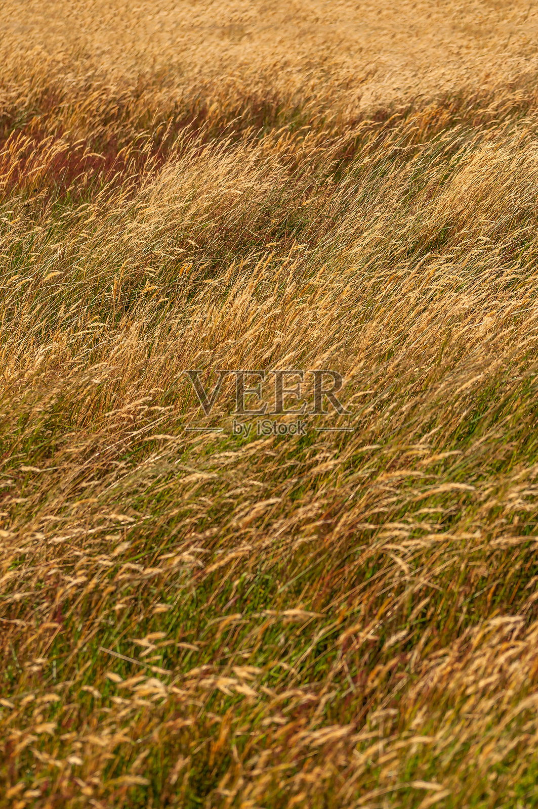 黄色和赭色的草垂直生长，伴随着夕阳色彩的恒定图案，风中带有尖刺，适合设计和自然内容生成。照片摄影图片