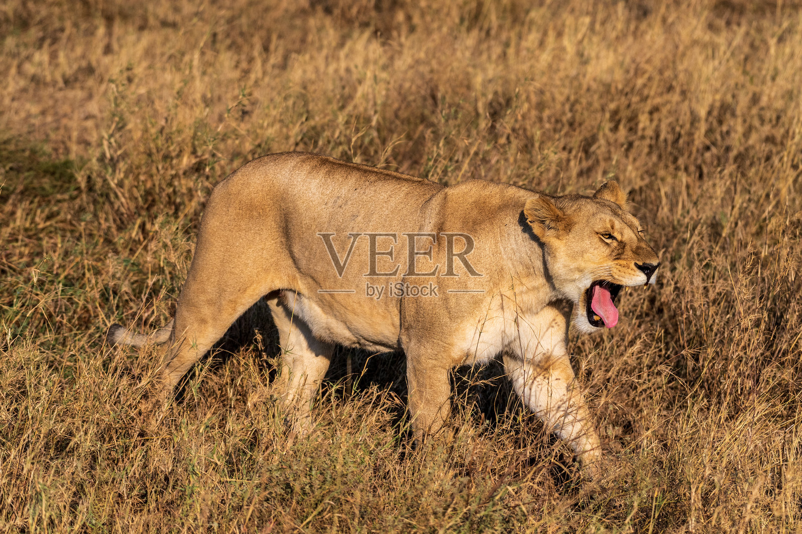 塞伦盖蒂的雌狮照片摄影图片