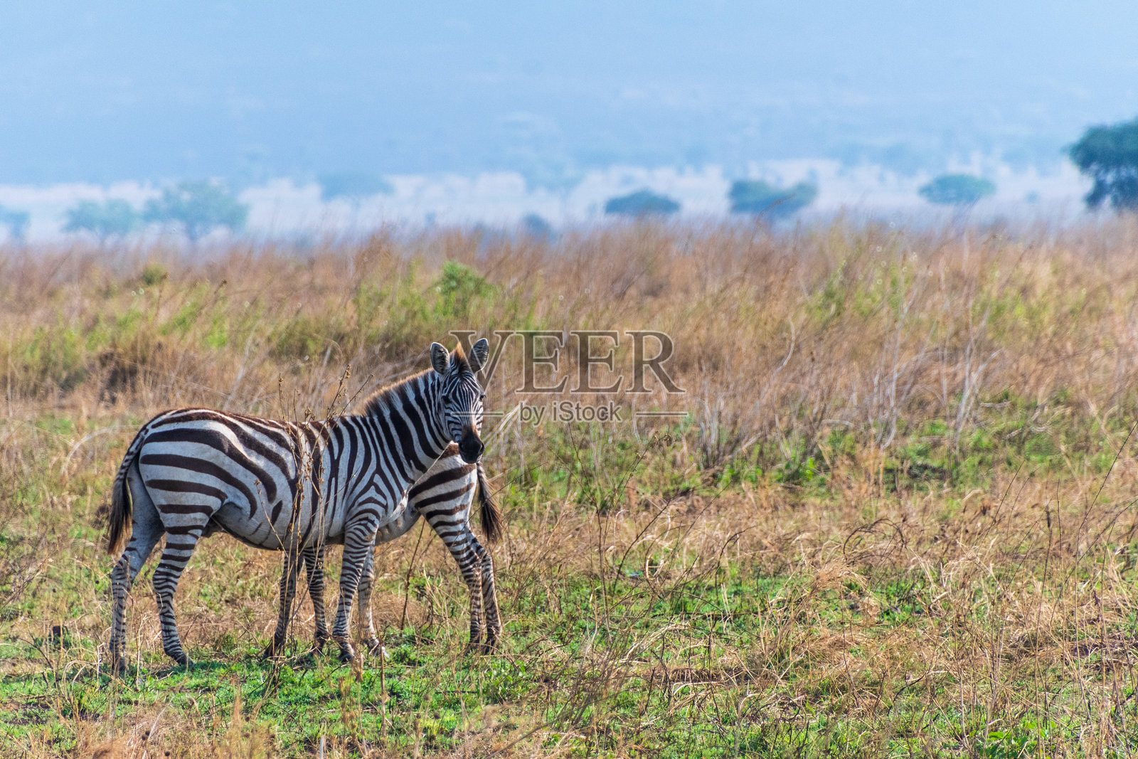 塞伦盖蒂的斑马照片摄影图片