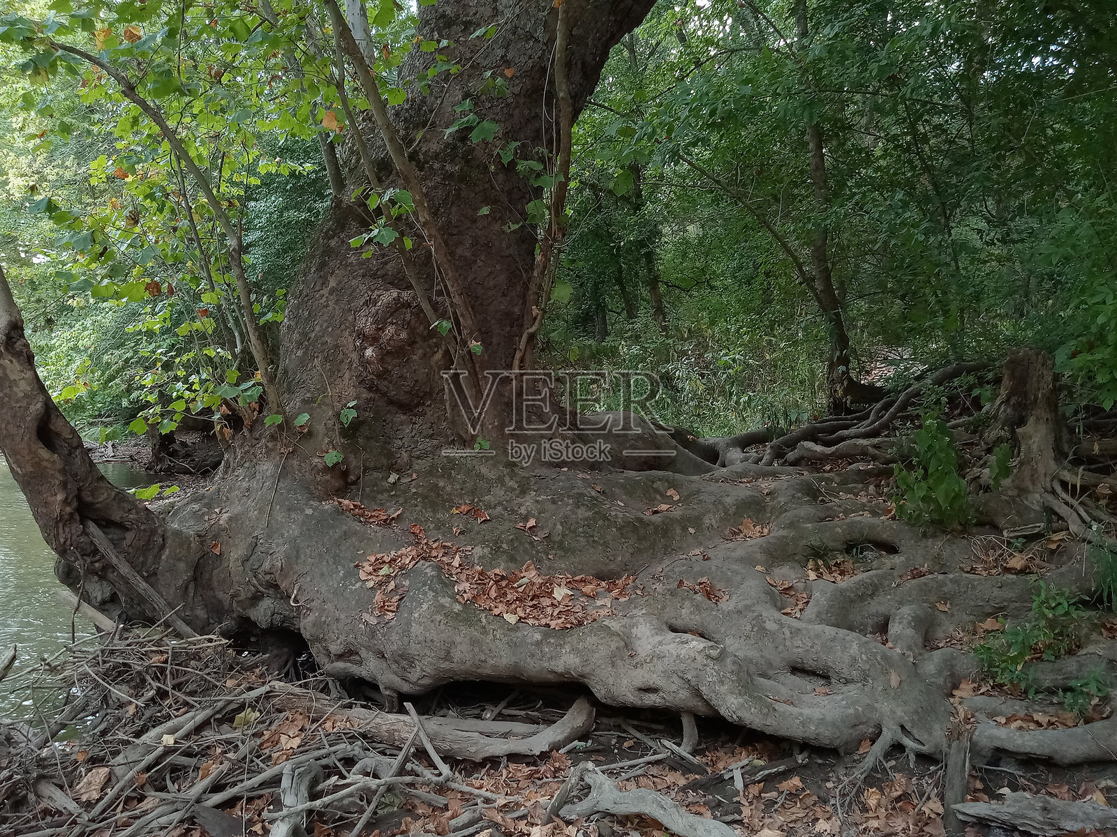 巨大的根部照片摄影图片