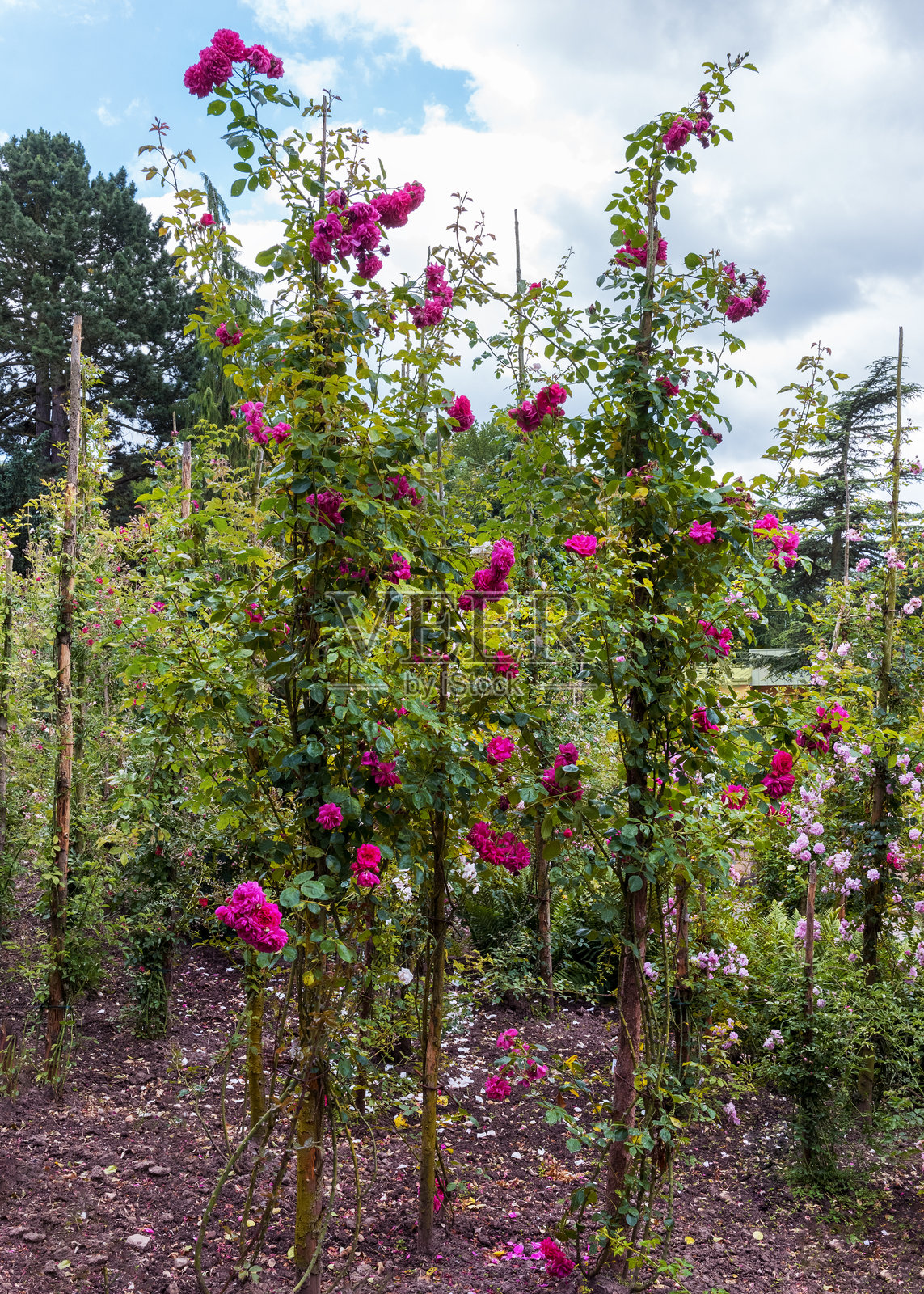 一位充满活力的漫步者，拥有光泽的深绿色叶子。鲜艳的粉红色、双层中等大小的花朵成簇盛开。照片摄影图片