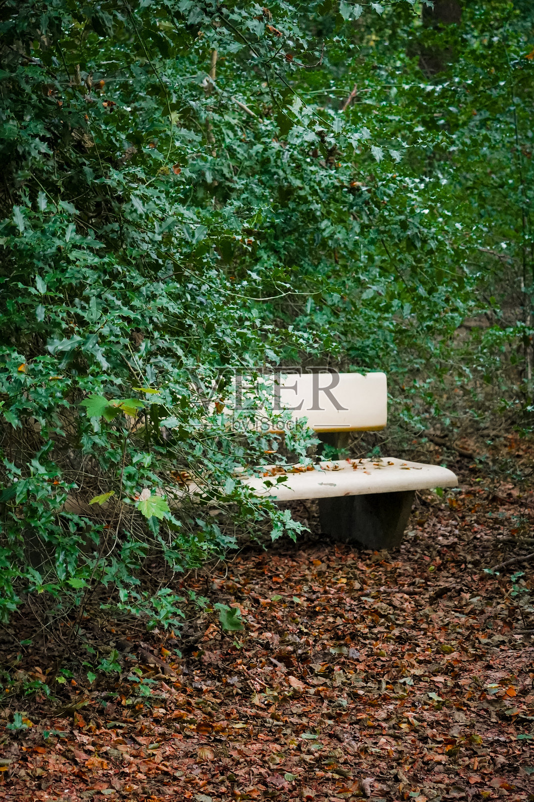 带刺灌木丛中的孤独长椅照片摄影图片