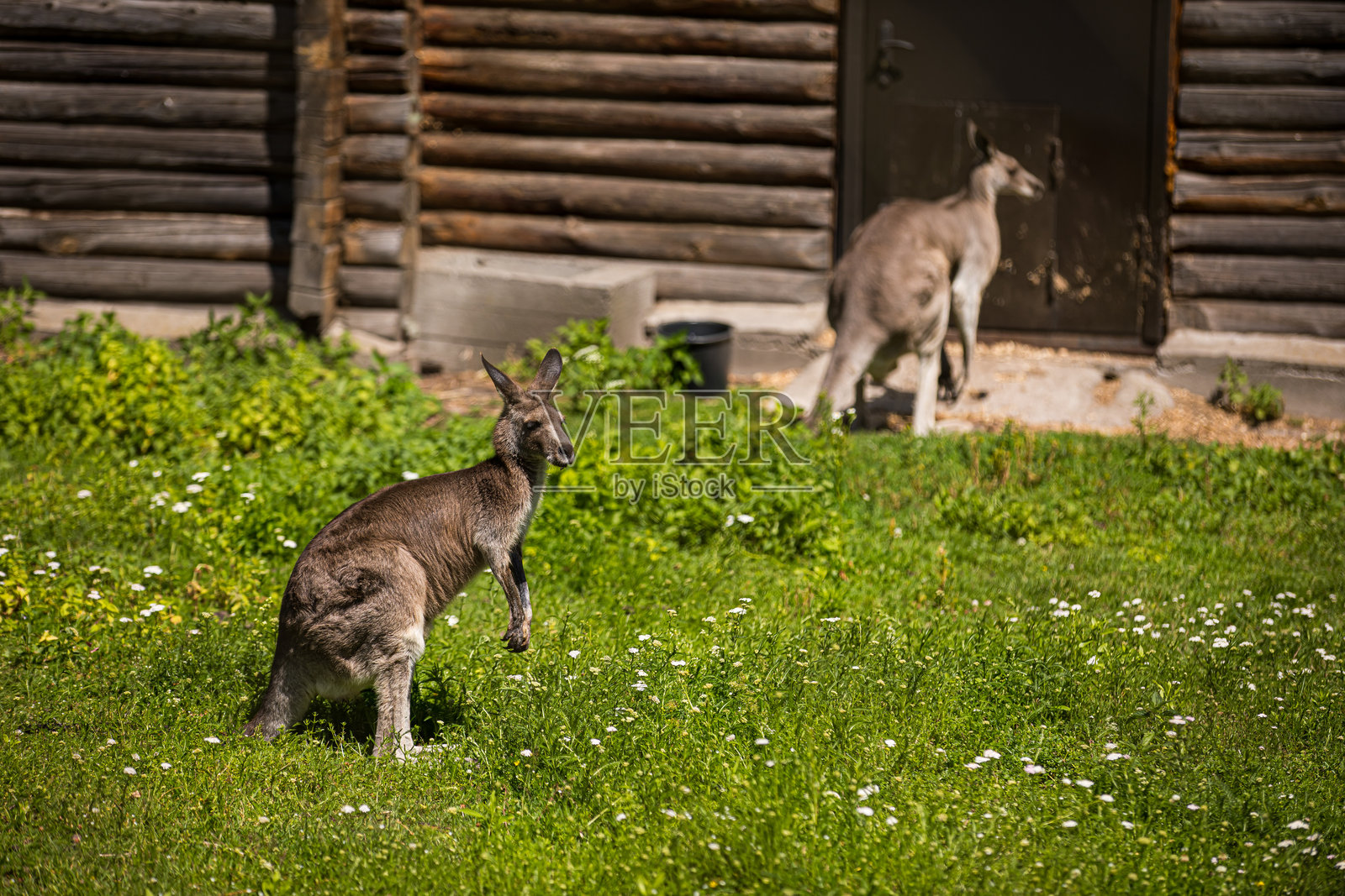 两只袋鼠站在木建筑旁的草地上照片摄影图片