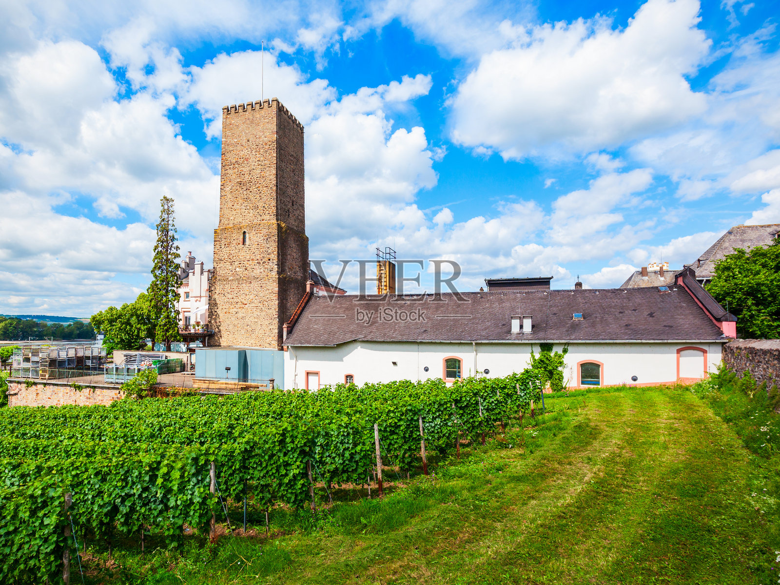 德国莱茵河畔的鲁德斯海姆葡萄园照片摄影图片