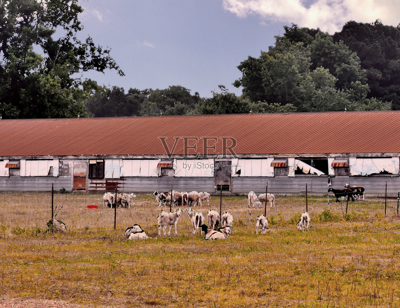 马里兰东海岸的山羊牧群照片摄影图片