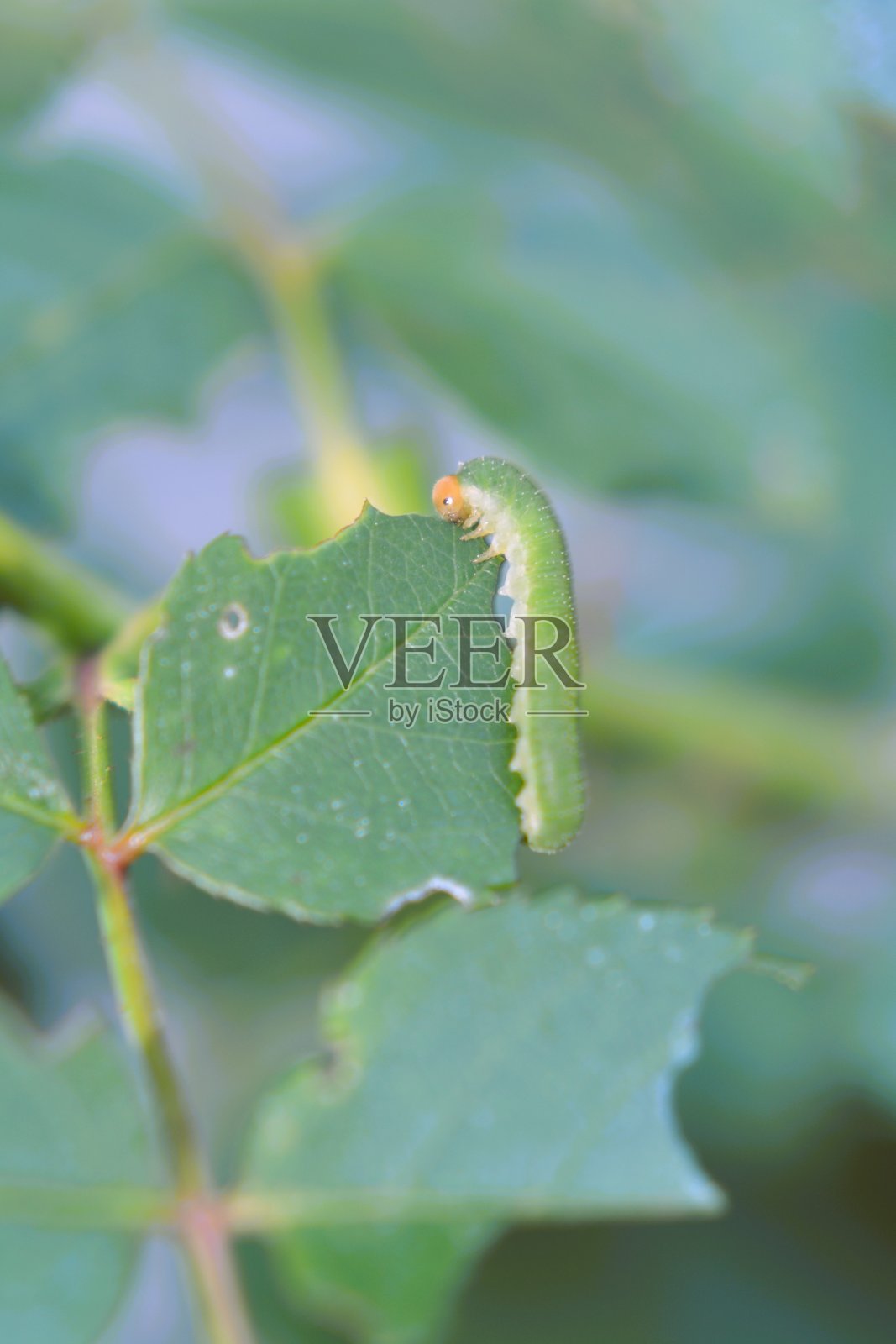 一只绿色玫瑰蛾幼虫正在啃食玫瑰叶的边缘。照片摄影图片