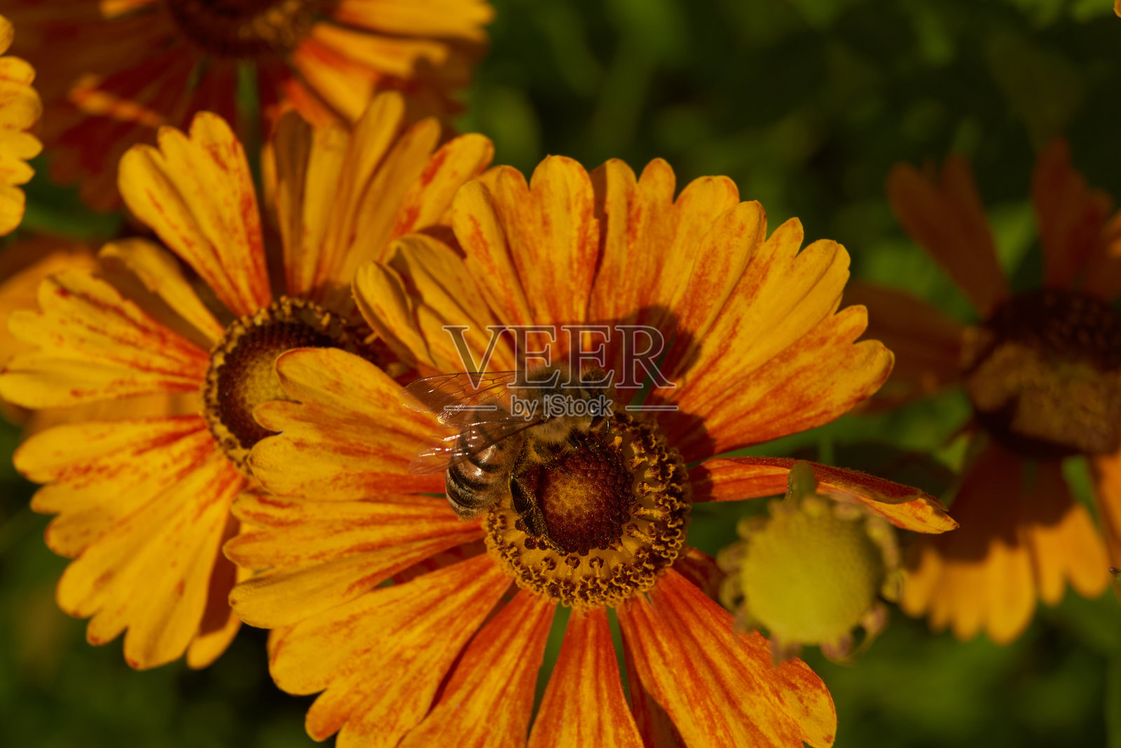 花园中的黑心菊（拉丁名：Helenium）盛开。照片摄影图片