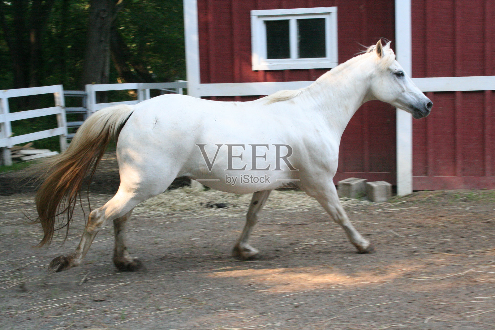 一匹白马在阳光明媚的日子里优雅地在靠近红色乡村谷仓的泥土围场中小跑。照片摄影图片