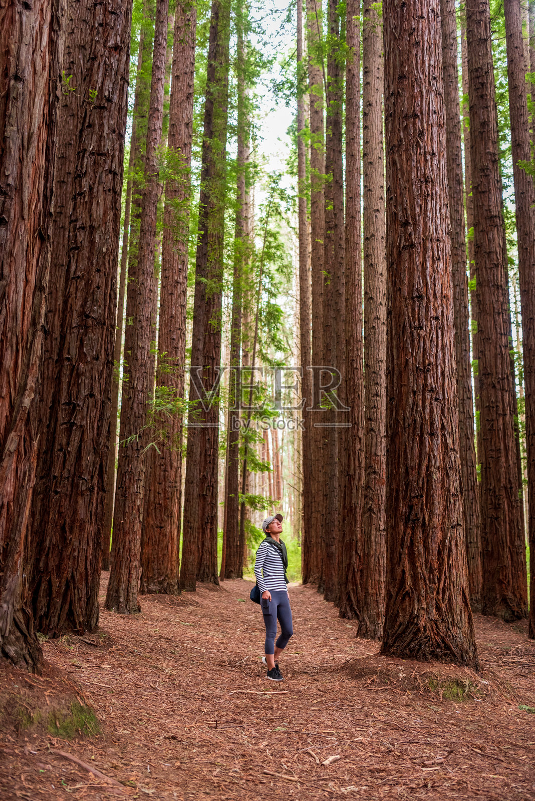 在沃巴顿的红木森林漫步照片摄影图片