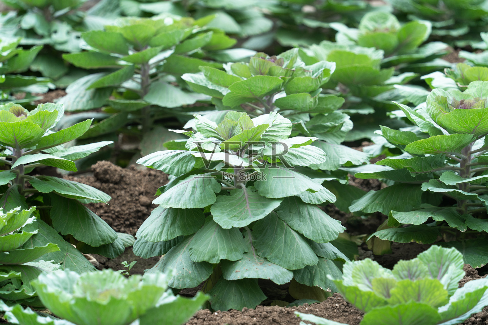 菜园里生长的蔬菜照片摄影图片