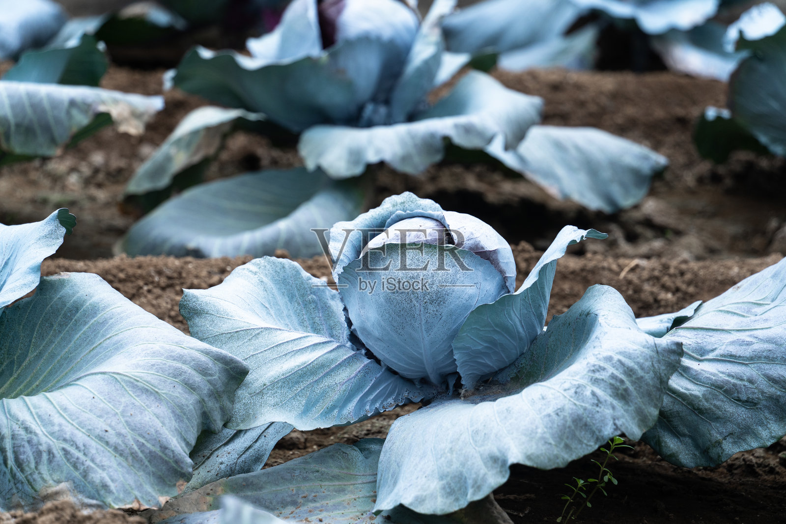 菜园里生长的蔬菜照片摄影图片