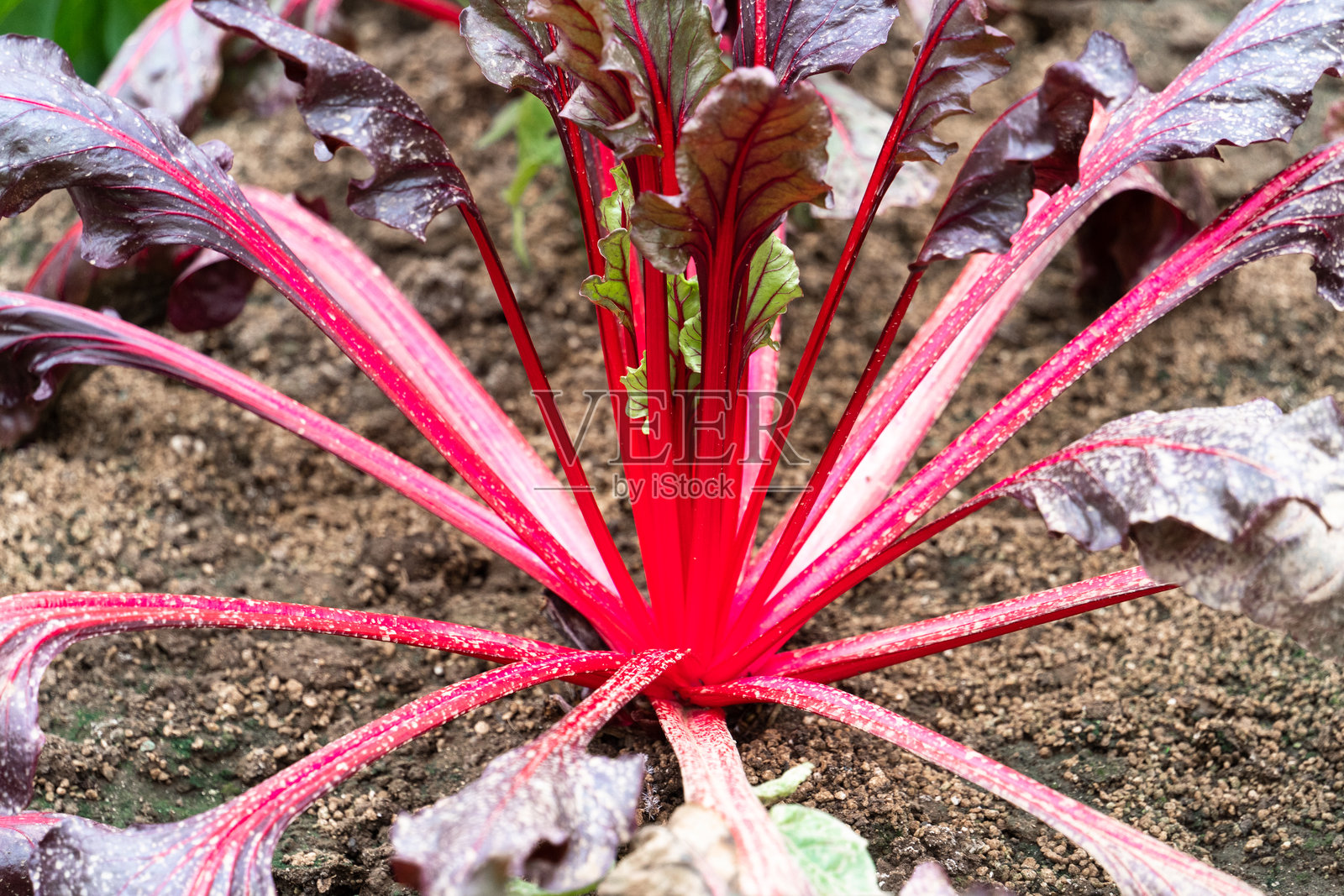 菜园里生长的蔬菜照片摄影图片
