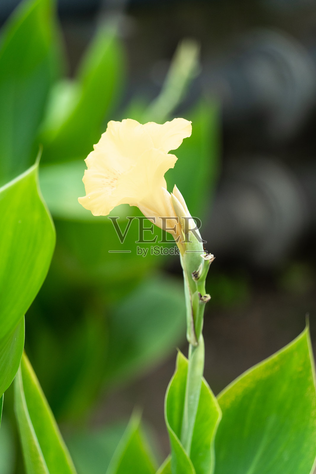 绽放的黄花照片摄影图片