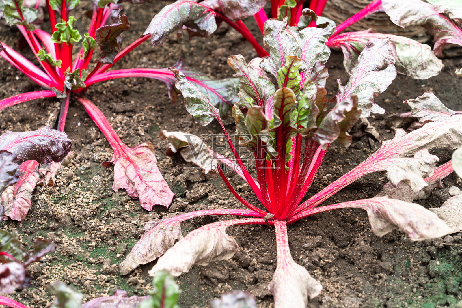 菜园里生长的蔬菜照片摄影图片