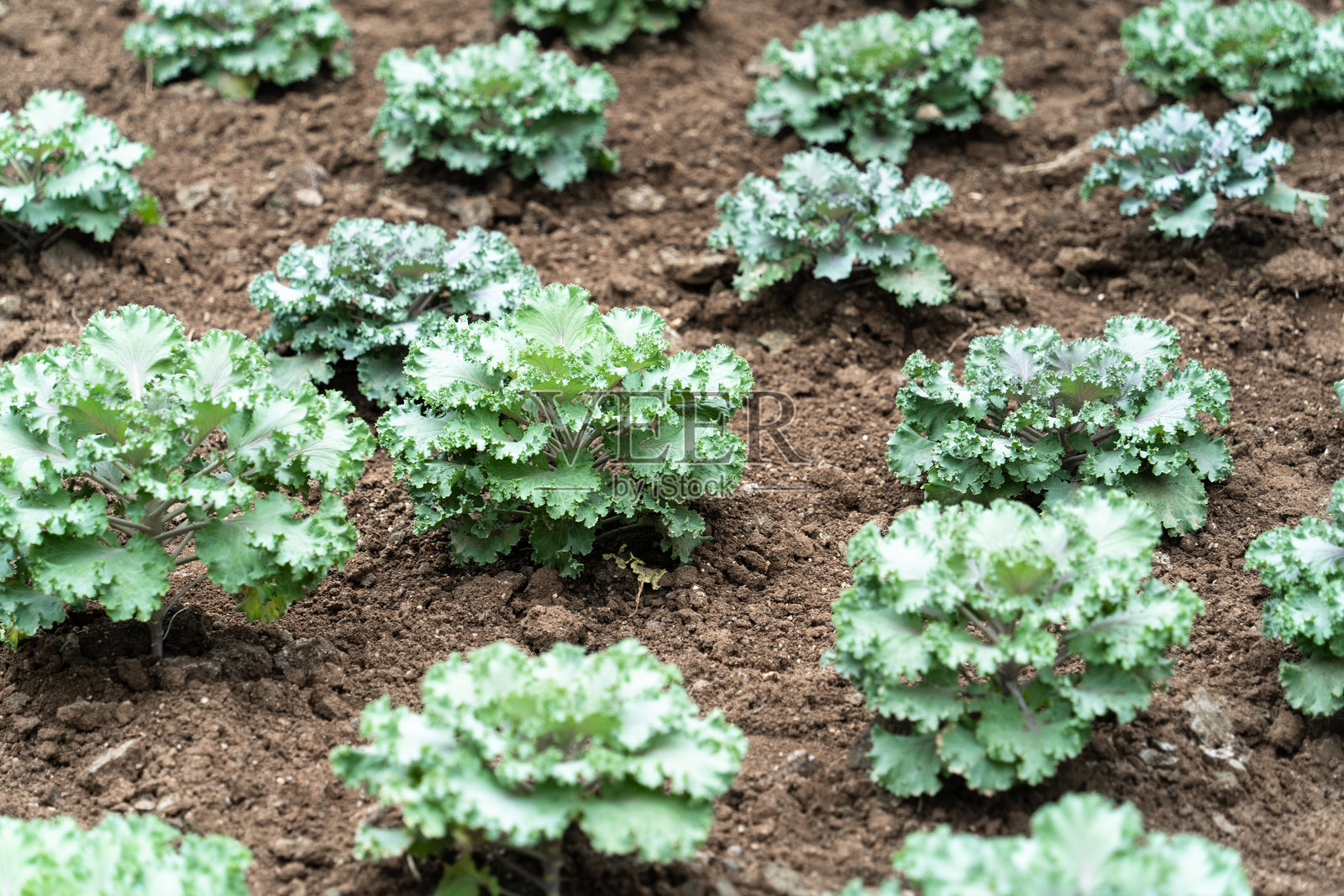 菜园里生长的蔬菜照片摄影图片