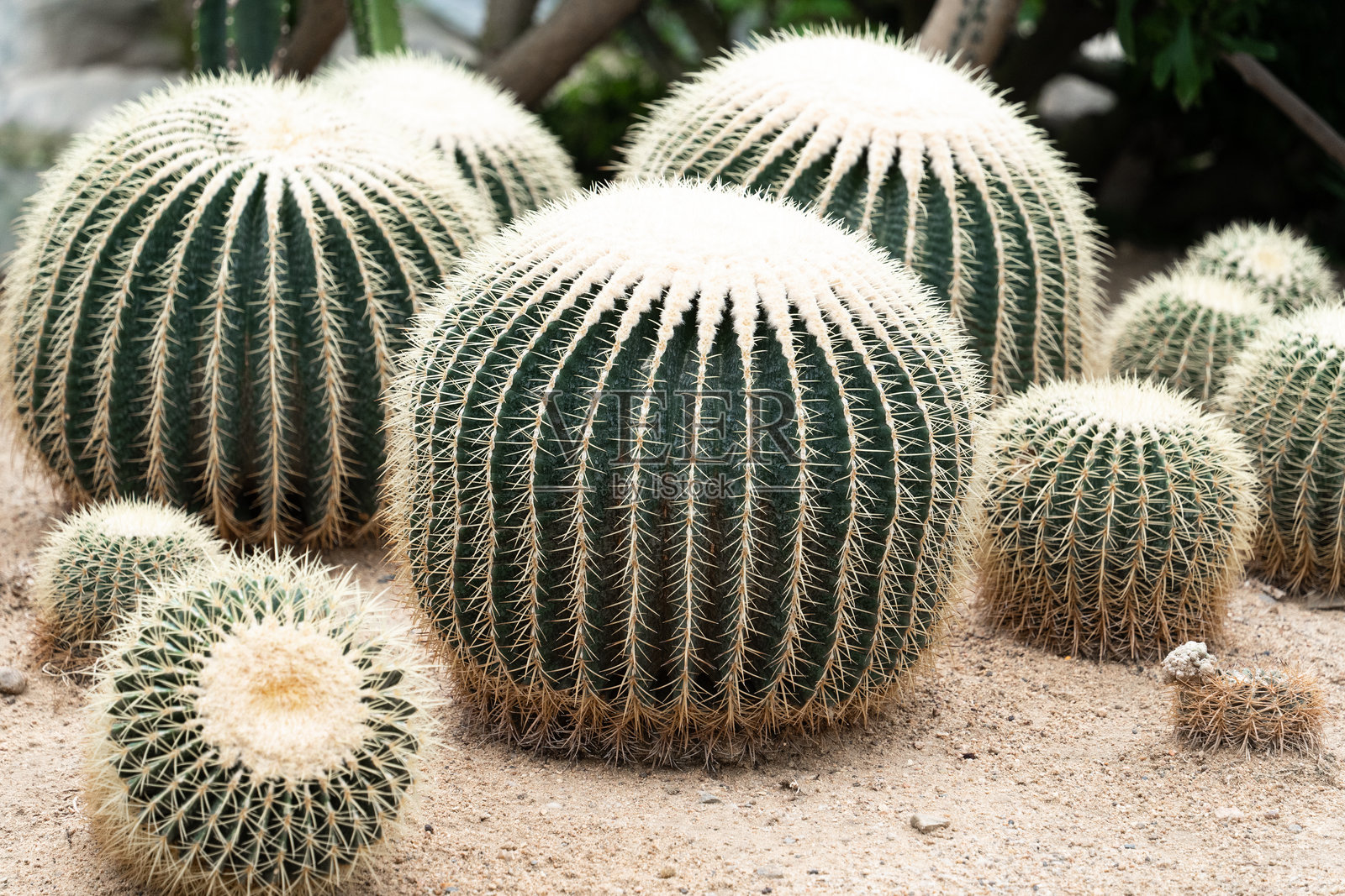 地里生长的仙人球照片摄影图片