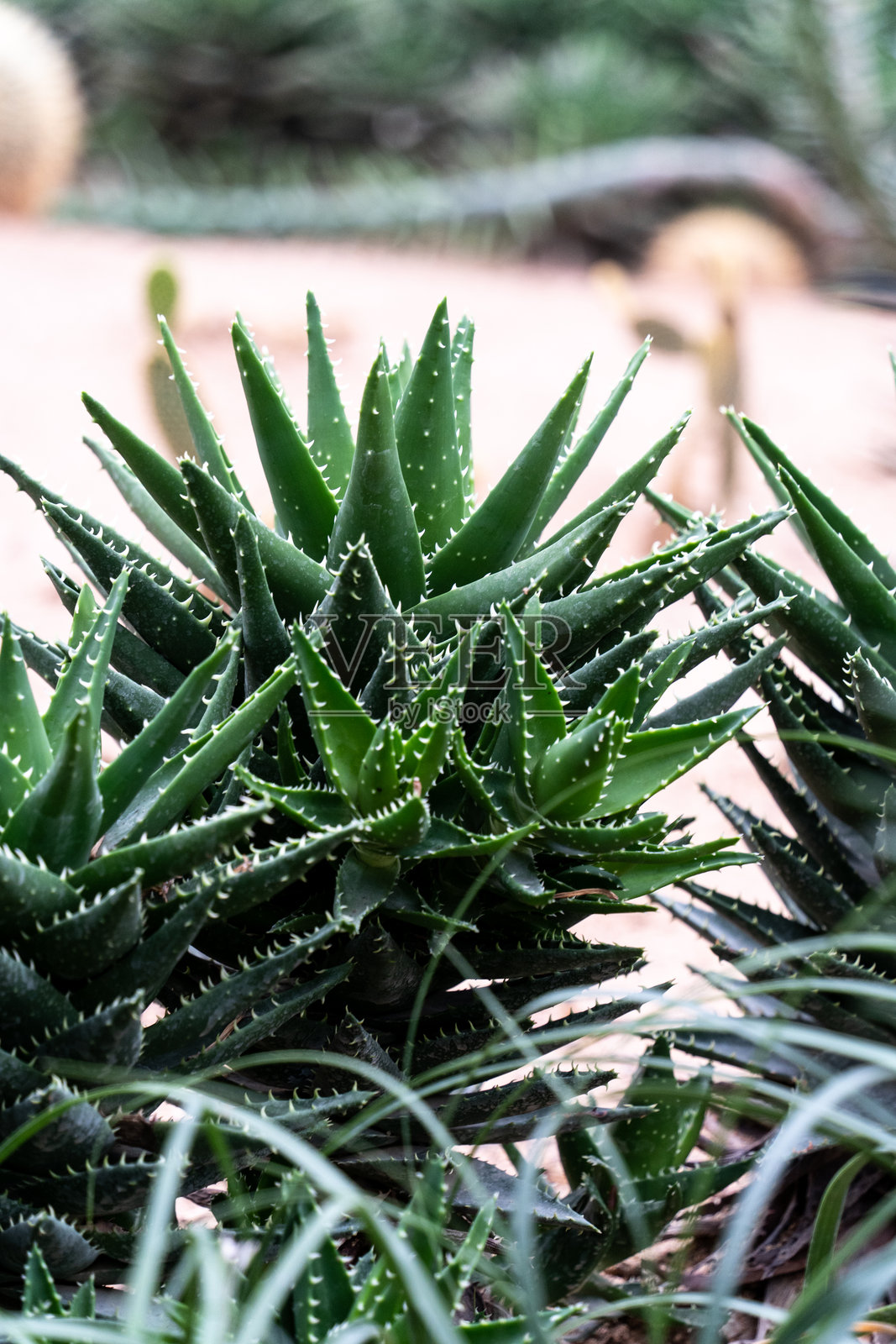 地里生长的多肉植物芦荟照片摄影图片