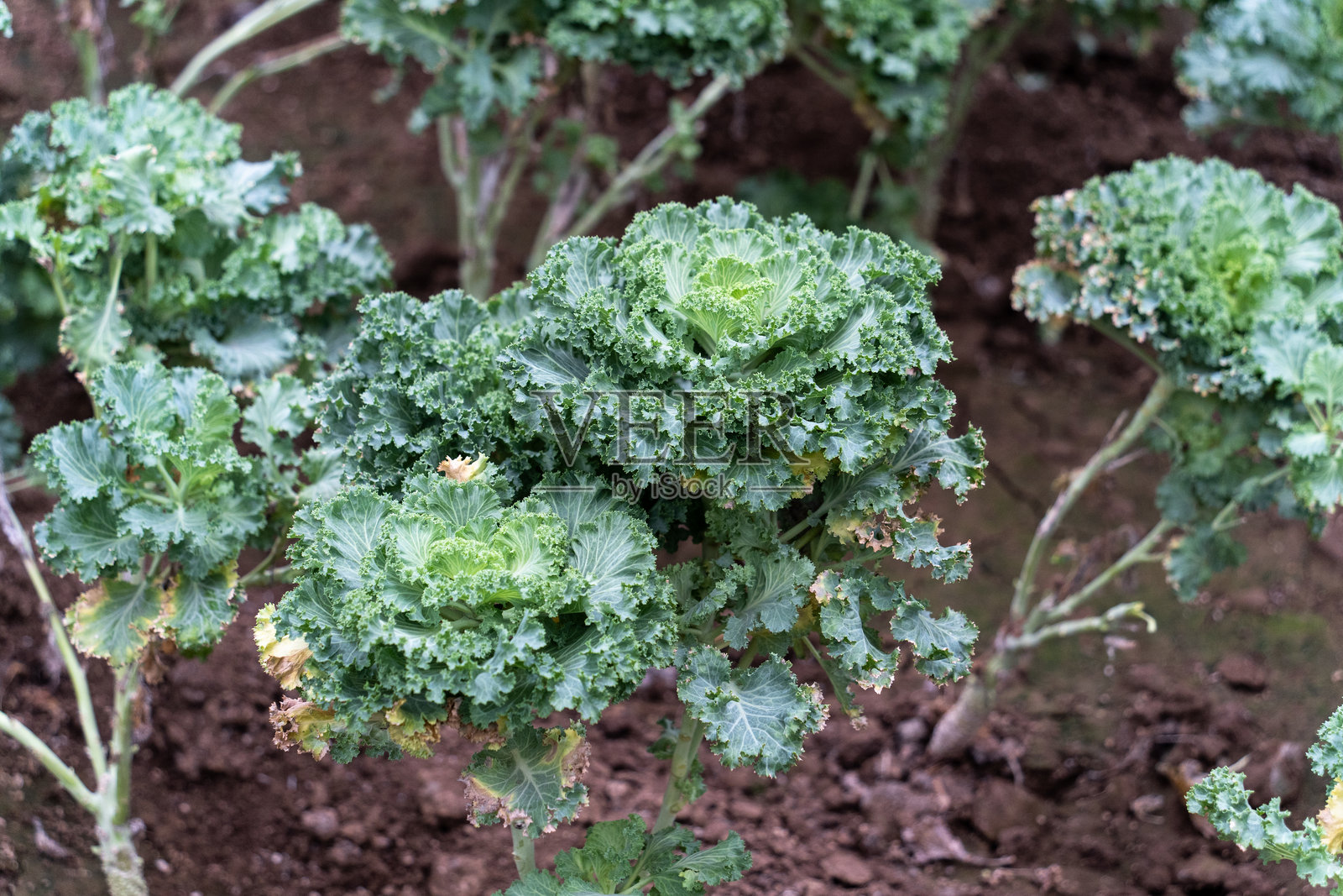 地里生长的多肉植物照片摄影图片