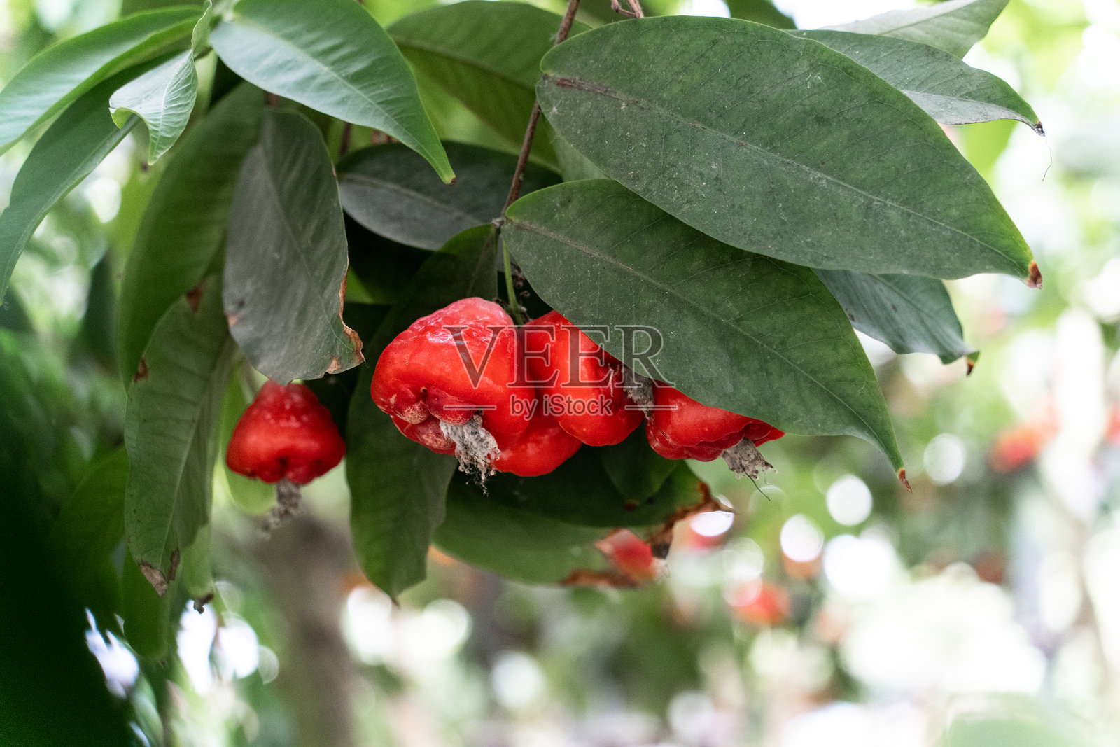 果园里生长的莲雾照片摄影图片