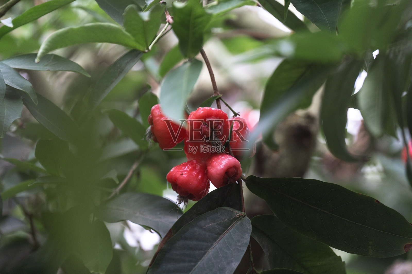 果园里生长的莲雾照片摄影图片