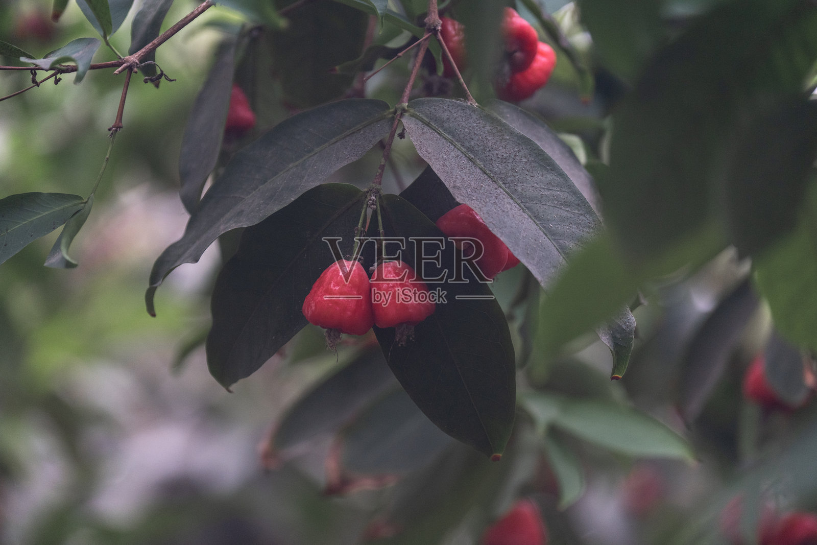 果园里生长的莲雾照片摄影图片